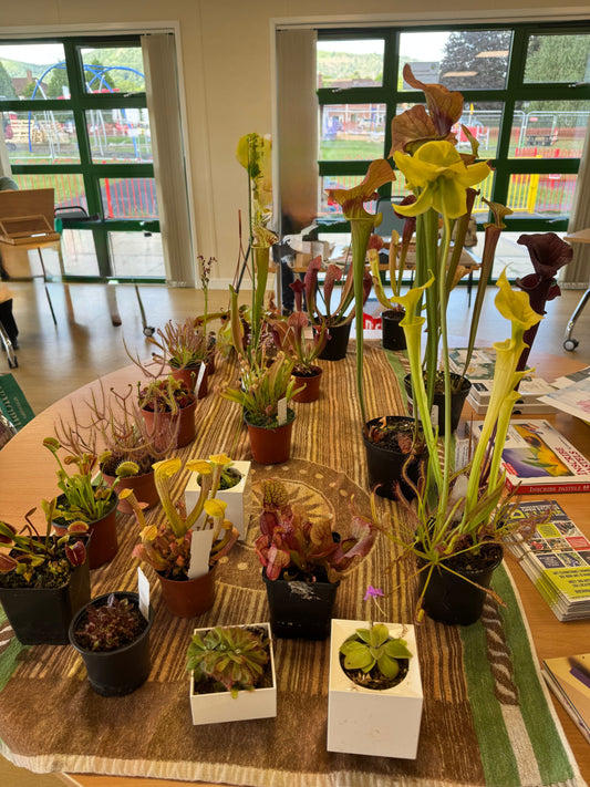 Display of carnivorous plants for painting session at Malvern pastel artists 